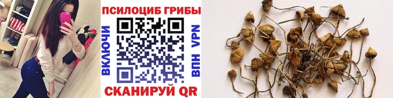 Псилоцибиновые грибы мицелий  Купить закладки  Иннополис 